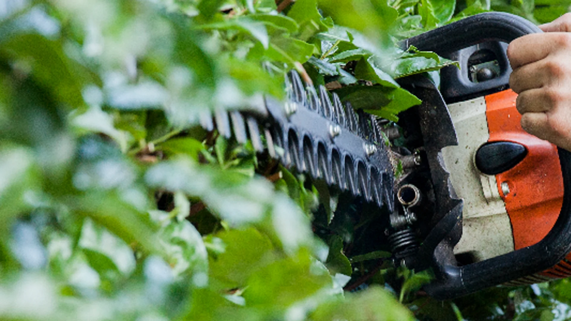 Hovenier johan header